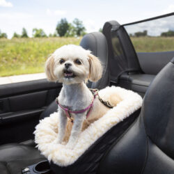 Dog seat belt store for golf cart