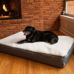 Super Orthopedic Lounge Dog Bed w/ Cream Sherpa