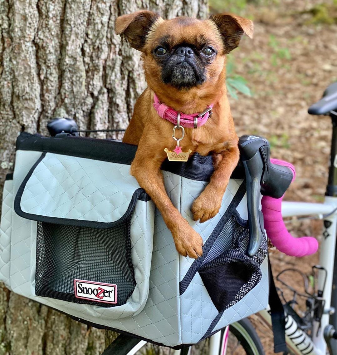 Dog shop bicycle basket