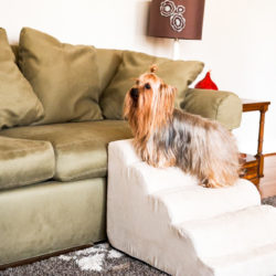 scalloped-dog-ramp-snoozer-pet-products