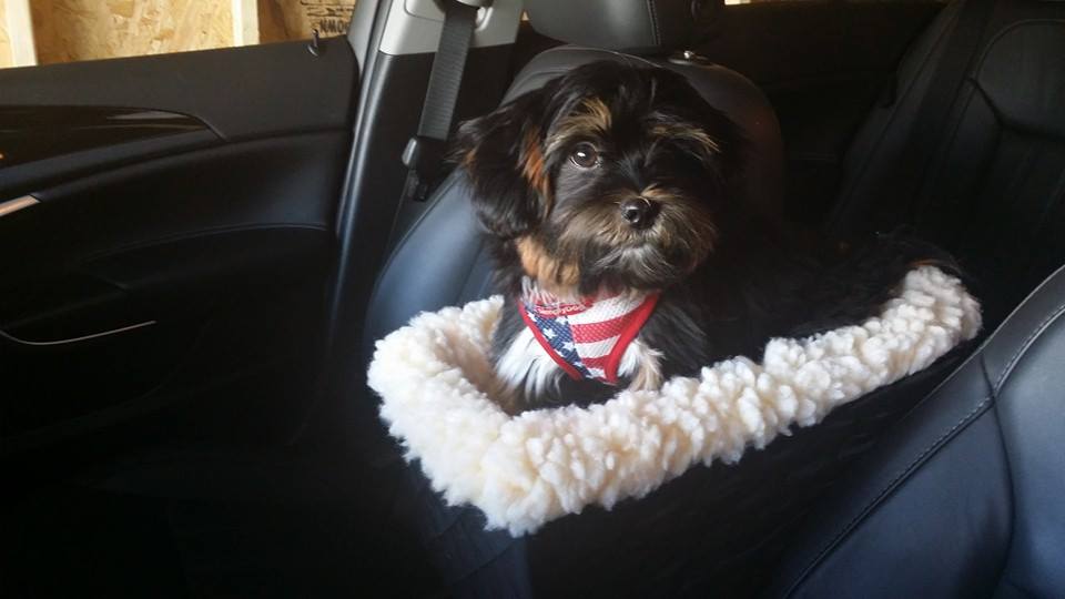 Snoozer Dog Lookout Console Car Seat