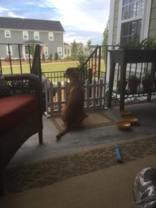 Snoozer-Moxie The Wonder Dog