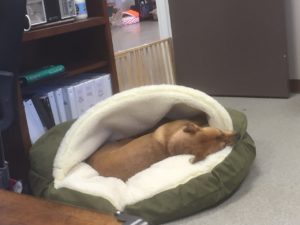 IMG_2251_20160606_105345