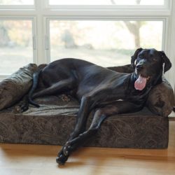 Luxury Dog Sofa - Show Dog Collection