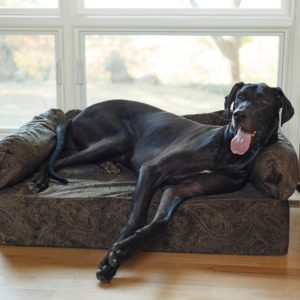 Luxury Dog Sofa - Show Dog Collection