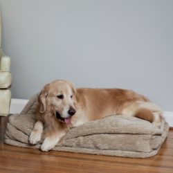 Pillow Top Dog Bed - Show Dog Collection