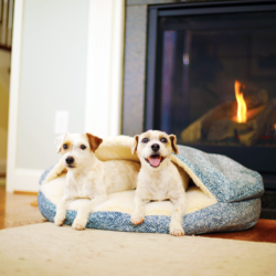 Snoozer Cozy Cave Dog Bed Show Dog Collection