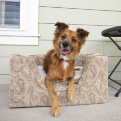 Snoozer Luxury Square Dog Bed with Memory Foam - Show Dog Collection
