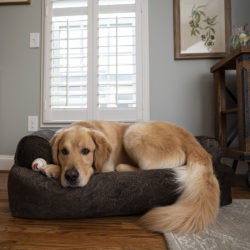 Snoozer Overstuffed Luxury Dog Sofa Show Dog Collection