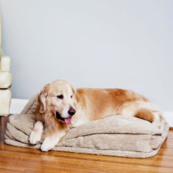 Snoozer Pet Products Show Dog Pillow Top Dog Bed