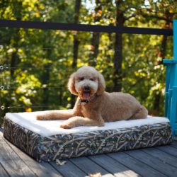 Replacement Cover – Super Orthopedic Lounge Dog Bed w/ Cream Sherpa- Untamed Collection