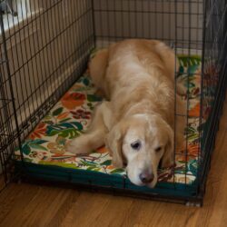 Forgiveness Dog Crate Pad - WAG Collection