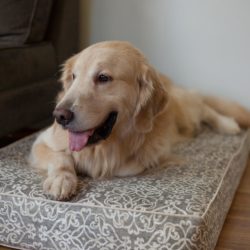 Outlast® Dog Bed Sleep System in WAG - 5 Inch Thick
