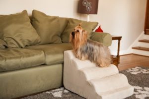 Caring For Your Aging Dog | Snoozer Tips | Snoozer Pet Products