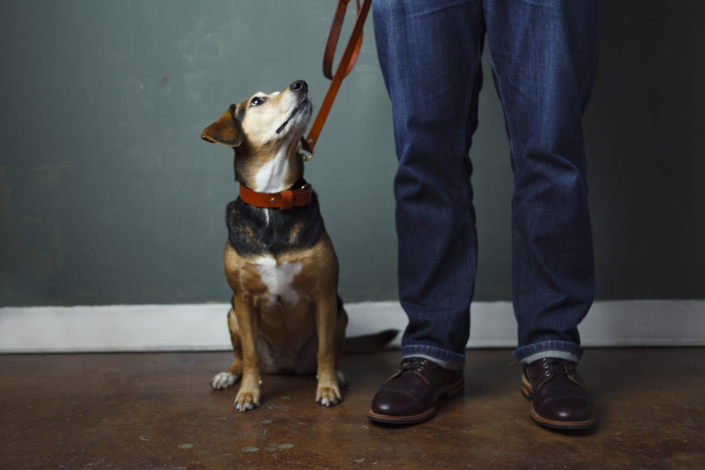 Leash Training Tips for You and Your Dog | Snoozer Tips