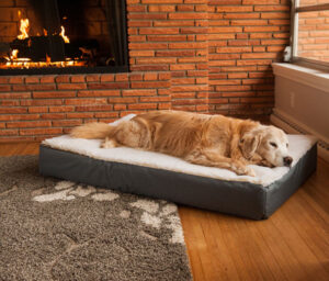 Caring For Your Aging Dog | Snoozer Tips | Snoozer Pet Products