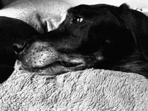 Jet & His Forgiveness Sofa