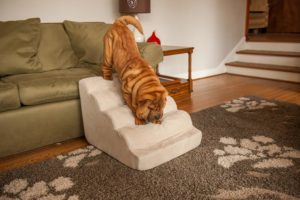 Tips for Senior Dogs | Snoozer Tails