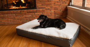 Tips for Senior Dogs | Snoozer Tails