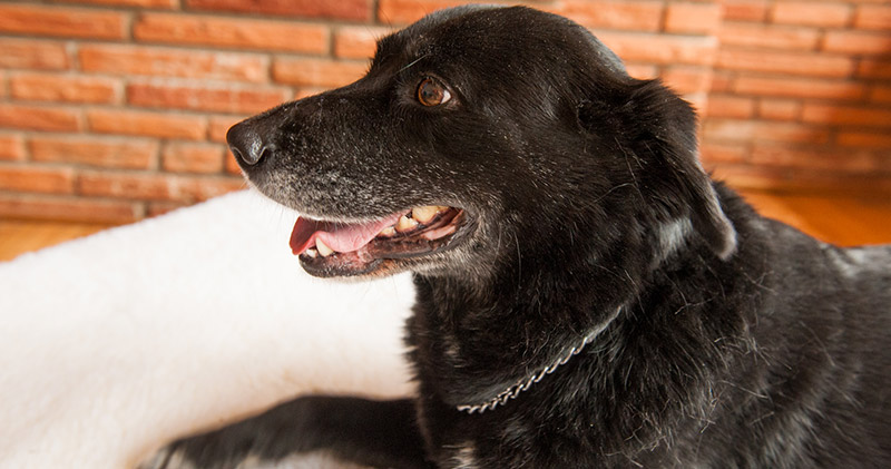 Tips for Senior Dogs | Snoozer Tails