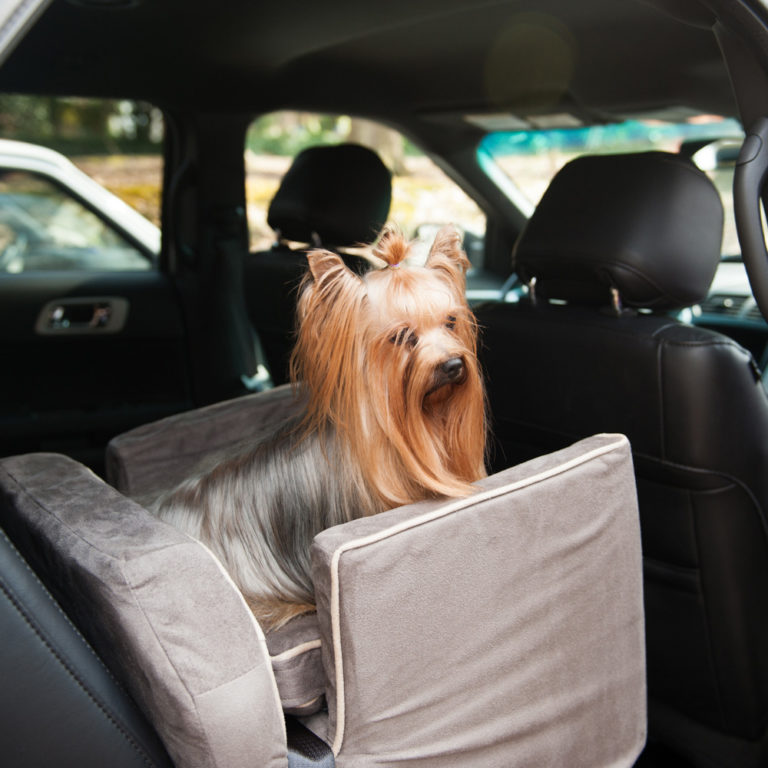Travel Tips for Dogs Who Really Hate The Car Kia the Lab Snoozer Tails