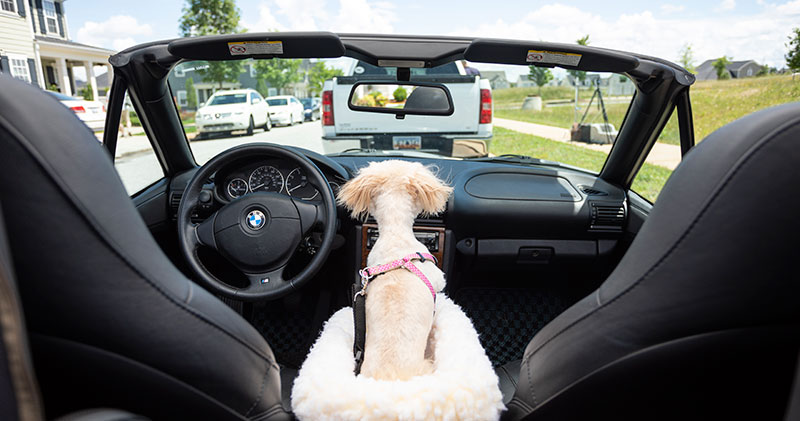 Travel Tips for Dogs Who Hate The Car