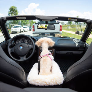 Travel Tips for Dogs Who Really Hate The Car