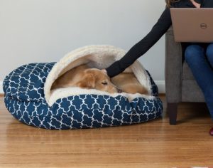 Common Household Foods and Plants that are Poisonous to Dogs | Snoozer Tails | Beckley