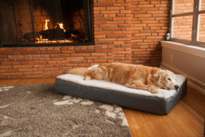 Snoozer Orthopedic Dog Products | Dietary Supplements for Dogs | Snoozer Tails