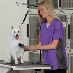 Happy Dog at the Groomers