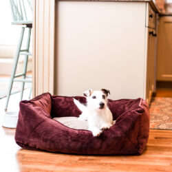home-and-go-luxury 2-in-1-travel-dog-bed-snoozer-pet-products