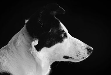 How To Take A Great Picture Of Your Dog