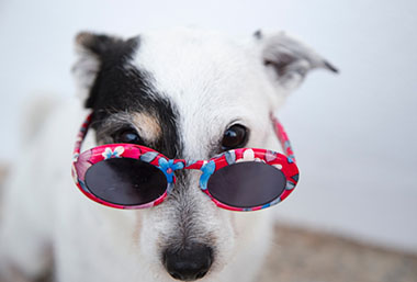 Celebrities Carrying Snoozer Pet Products