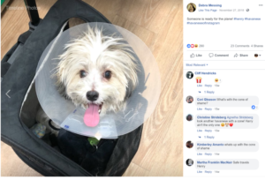 debra-messing-dog-snoozer-roll-around-pet-carrier