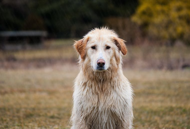 How To Help Dogs Who Are Afraid of Thunderstorms