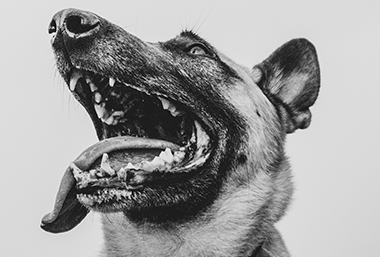 How to take care of your dogs teeth