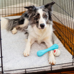 Dog Crate Beds & Covers
