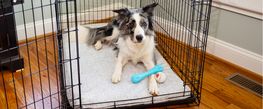 Should you put a bed in your dog's crate? - Snoozer Pet Products