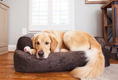The-Best-Bed-for-Your-Dog
