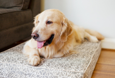 How-to-care-for-dogs-with-joint-problems