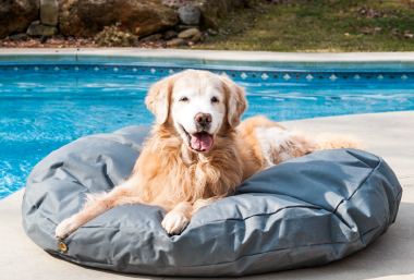 Best-Outdoor-Dog-Beds