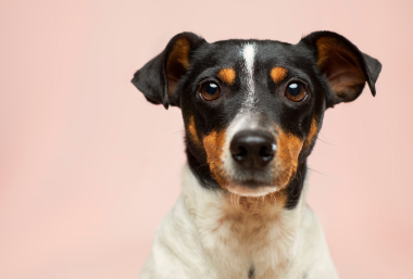 Common-minor-dog-injuries-treat-at-home-or-see-the-vet