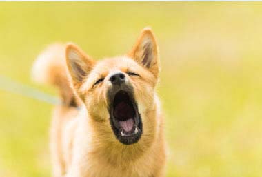 what-can-i-do-about-my-dogs-separation-anxiety
