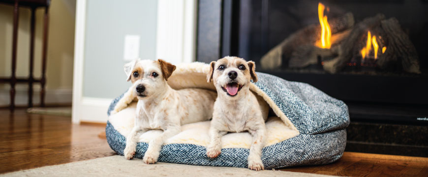 Hooded dog beds for small outlet dogs