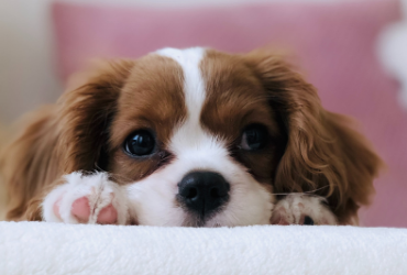 how-to-crate-train-a-puppy