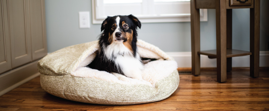 Orthopedic Cozy Cave Dog Beds Snoozer Pets