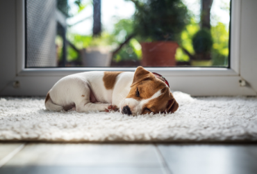 what-dog-dogs-dream-about-snoozer-pet-products