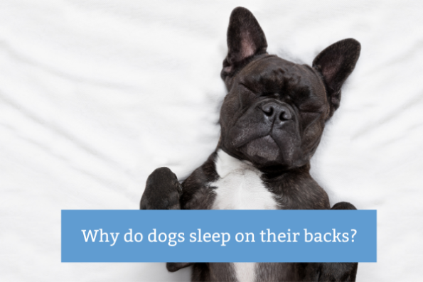 Why Do Dogs Sleep On Their Back?
