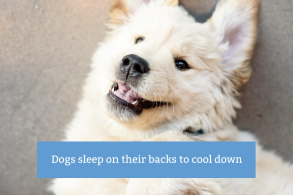 Why Do Dogs Sleep On Their Back?