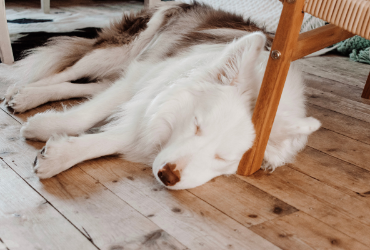 why-do-dogs-sleep-so-much-snoozer-pet-products